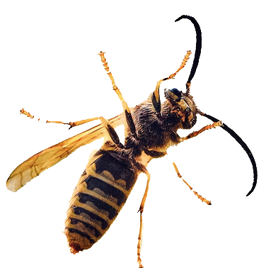 wasp2